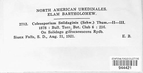 Coleosporium asterum image